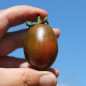 Preview: Tomate Cookie Select (Samen)