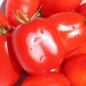 Preview: Tomate Czibis (Buschtomate) (Samen)