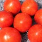 Preview: Tomate Damascus Steel (Samen)