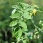 Preview: Neu! Tomate Datterino Nero (Samen)