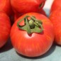 Preview: - Kopie - Kopie - Kopie