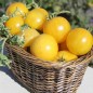 Preview: Neu! Tomate Dwarf Walter’s Fancy (panaschiert) (Samen)