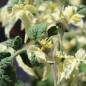 Preview: Neu! Tomate Dwarf Walter’s Fancy (panaschiert) (Samen)