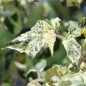 Preview: Neu! Tomate Dwarf Walter’s Fancy (panaschiert) (Samen)