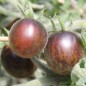 Preview: Tomate Extravagante Rouffiange (Samen)