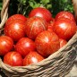 Preview: Tomate Feuerwerk (Samen)