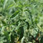Preview: Tomate Feuerwerk (Samen)