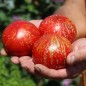 Preview: Tomate Feuerwerk (Samen)