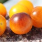 Preview: Tomate Fruity (Samen)