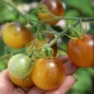 Preview: Tomate Fruity (Samen)