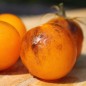 Preview: Tomate Fruity (Samen)
