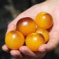 Preview: Tomate Fruity (Samen)