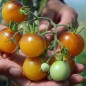 Preview: Tomate Fruity (Samen)