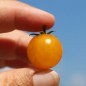 Preview: Wildtomate Gelbes Sternchen (Freilandsorte) (Samen)