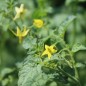 Preview: Wildtomate Gelbes Sternchen (Freilandsorte) (Samen)