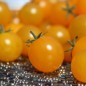 Preview: Wildtomate Gelbes Sternchen (Freilandsorte) (Samen)