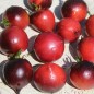 Preview: Tomate Soeur des Coeurs (H34 Rose) (Samen)
