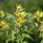 Preview: Tomate Legenda Tarasenko (Multiflora)  (Samen)