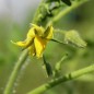 Preview: Tomate Librazhd Albanien (Samen)