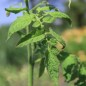 Preview: Tomate Librazhd Albanien (Samen)