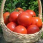 Preview: Tomate Librazhd Albanien (Samen)