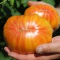 Preview: Tomate Lithium Sunset (Samen)