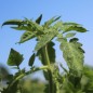 Preview: Tomate Lithium Sunset (Samen)