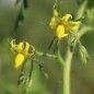 Preview: Tomate Lithium Sunset (Samen)
