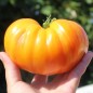 Preview: Tomate Lithium Sunset (Samen)