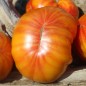 Preview: Tomate Lithium Sunset (Samen)