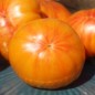 Preview: Tomate Lithium Sunset (Samen)