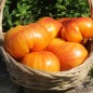 Preview: Tomate Lithium Sunset (Samen)