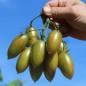 Preview: Tomate Lucky Tiger (Buschtomate) (Samen)