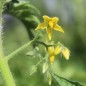 Preview: Tomate Lucky Tiger (Buschtomate) (Samen)