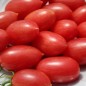 Preview: Tomate Maglia Rosa (Buschtomate) (Samen)
