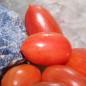 Preview: Tomate Maglia Rosa (Buschtomate) (Samen)