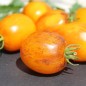 Preview: Neu! Tomate Microdwarf Golden Hour (Samen)