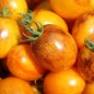 Preview: Neu! Tomate Microdwarf Golden Hour (Samen)