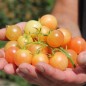 Preview: Tomate Mirabelle Blanche (Samen)