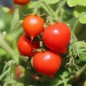 Preview: Tomate Nina Neutron Microdwarf (Zwergtomate) (Samen)