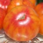 Preview: Tomate Oaxacan Jewel  (Samen)