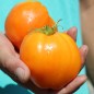 Preview: Tomate Oxheart Orange (Samen)