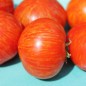 Preview: Tomate Painted Lady (panaschiert) (Samen)