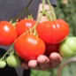 Preview: Tomate Pantano Romanesco (Samen)