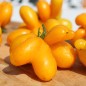 Preview: Tomate Phil’s One (Samen)