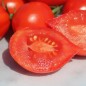 Preview: Tomate Piennolo del Vesuvio (Lagertomate) (Samen)