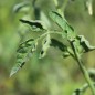 Preview: Tomate Piennolo del Vesuvio (Lagertomate) (Samen)