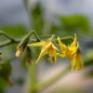 Preview: Tomate Pink Bumblebee (Samen)