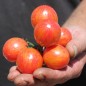 Preview: Tomate Pink Bumblebee (Samen)