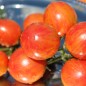Preview: Tomate Pink Bumblebee (Samen)